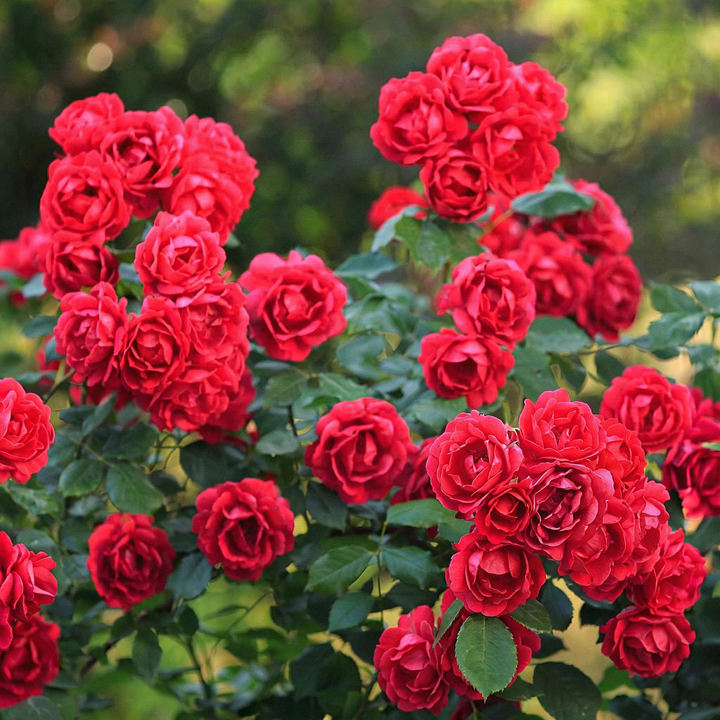 Green boutiQ - Rosier - Rosa Rote The Fairy - Rose - Rustique - Rouge - 3 Plantes - Pot 12cm - Hauteur 20-25cm