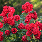 Green boutiQ - Rosier - Rosa Rote The Fairy - Rose - Rustique - Rouge - 3 Plantes - Pot 12cm - Hauteur 20-25cm