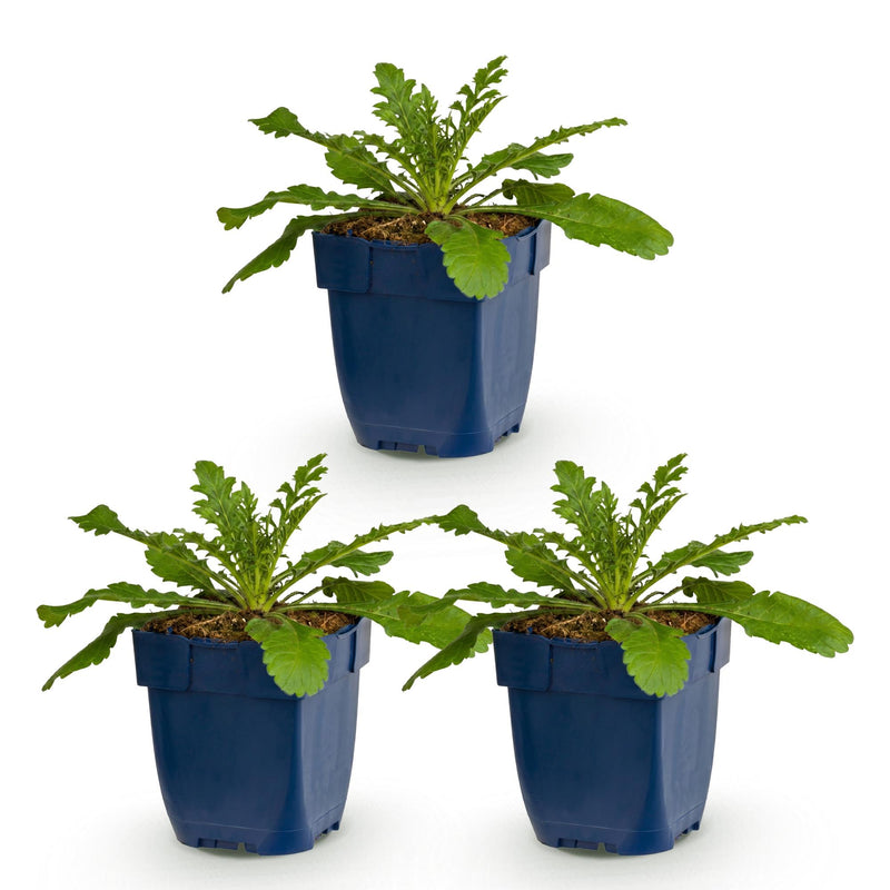 Green boutiQ - Vasteplant - Scabiosa col. Pink Mist - Duifkruid - Bijen en Vlinderlokkers - Roze - 3 Planten - Pot 11cm - Hoogte 15-25cm