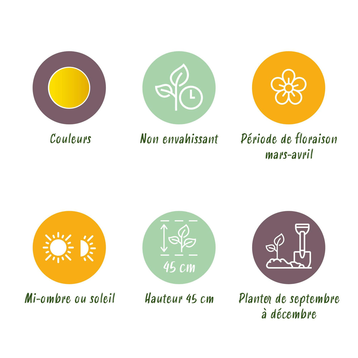 Green boutiQ - Bloembollen - Narcis Tete-A-Tete - Kleur Geel - 50 stuks - Bolmaat 10/12