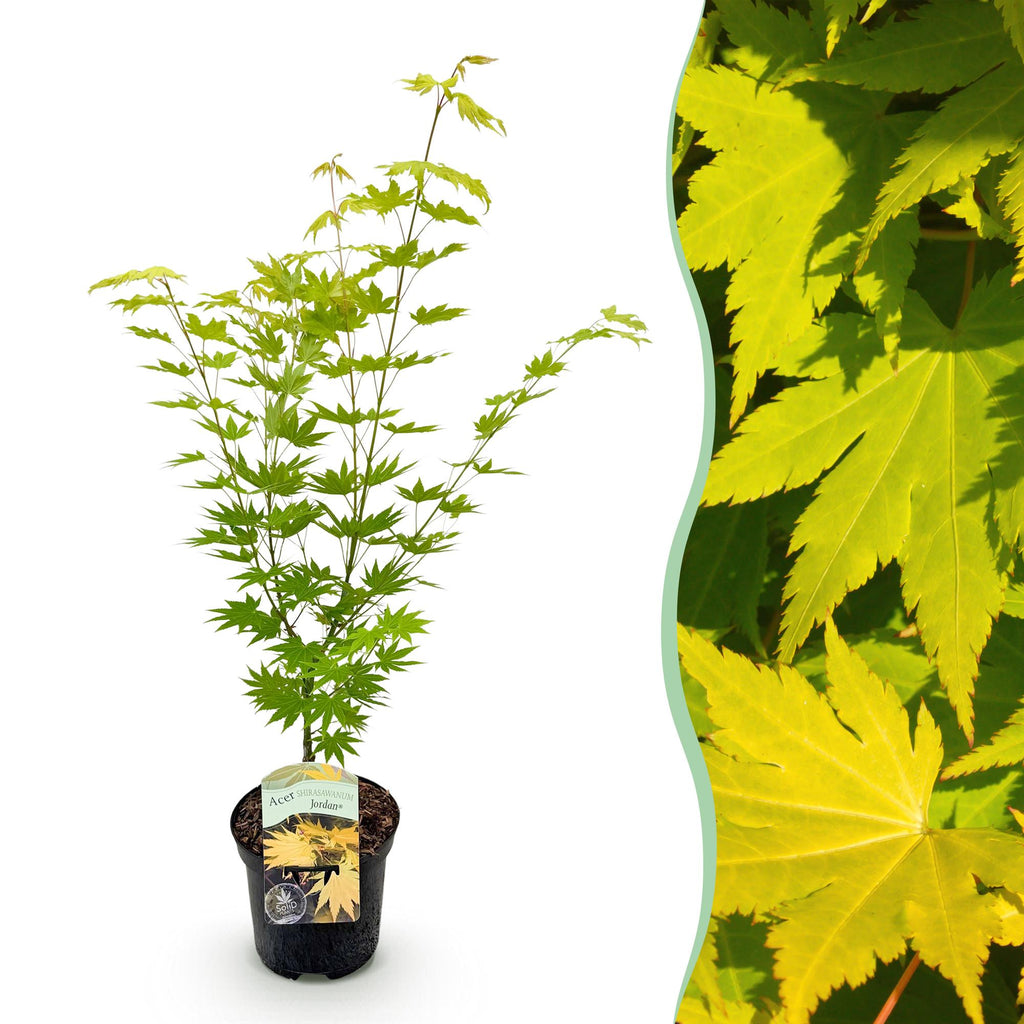 Green boutiQ - Terrassenpflanze - Japanischer Ahorn - Acer palmatum Jordan - Gelb - 1 Pflanze - Laubabwerfend - Topf 19 cm Höhe 70 cm