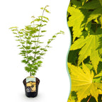 Green boutiQ - Terrassenpflanze - Japanischer Ahorn - Acer palmatum Jordan - Gelb - 1 Pflanze - Laubabwerfend - Topf 19 cm Höhe 70 cm