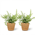 Green boutiQ - Zimmerpflanze - Pteris cretica Albolineata - Flügelfarn - Haustierfreundliche Pflanze - Grün - 2 Pflanzen - mit Korb - Topf 12cm - Höhe 20cm