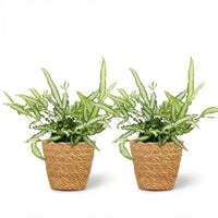 Green boutiQ - Kamerplant - Pteris cretica Albolineata - Lintvaren - Huisdiervriendelijke Plant - Groen - 2 Planten - met Mand - Pot 12cm - Hoogte 20cm