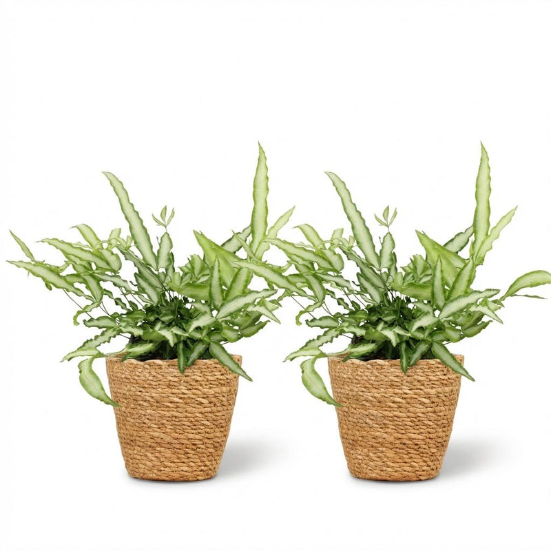 Green boutiQ - Kamerplant - Pteris cretica Albolineata - Lintvaren - Huisdiervriendelijke Plant - Groen - 2 Planten - met Mand - Pot 12cm - Hoogte 20cm