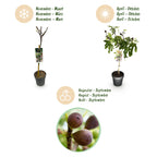 Green boutiQ - Stämmchen - Ficus carica Little Miss Figgy - Terrassenpflanze - Laubabwerfend - Winterhart - Grüne Frucht - Topf 19 cm Höhe 90 cm