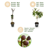 Green boutiQ - Plant op Stam - Ficus carica Little Miss Figgy - Terras Plant - Bladverliezend - Winterhard - Groene Vrucht - Pot 19cm Hoogte 90cm