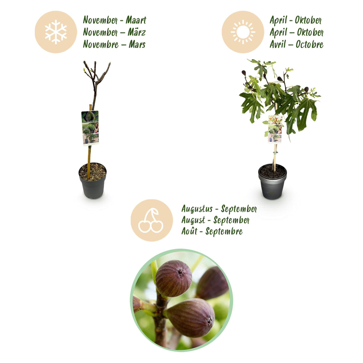 Green boutiQ - Stämmchen - Ficus carica Little Miss Figgy - Terrassenpflanze - Laubabwerfend - Winterhart - Grüne Frucht - Topf 19 cm Höhe 90 cm