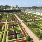Green boutiQ - Haie de buis - BetterBuxus Babylon Beauty - Résistant à la maladie du buis - 6 plantes - 1 mètre linéaire - pot 13cm hauteur 30-35