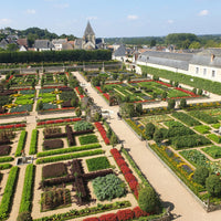Green boutiQ - Buxus Haag - BetterBuxus Babylon Beauty - Resistant tegen de Buxus schimmel - 6 planten - 1 strekkende meter - pot 13cm hoogte 30-35