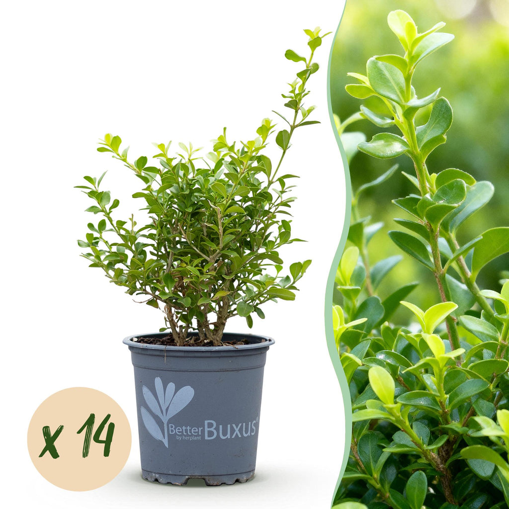 Green boutiQ - Haie de buis - BetterBuxus Babylon Beauty - Résistant à la maladie du buis - 14 plantes - 2 mètres linéaires - pot 10,5 cm hauteur 25-30