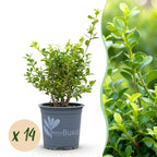 Green boutiQ - Haie de buis - BetterBuxus Babylon Beauty - Résistant à la maladie du buis - 14 plantes - 2 mètres linéaires - pot 10,5 cm hauteur 25-30