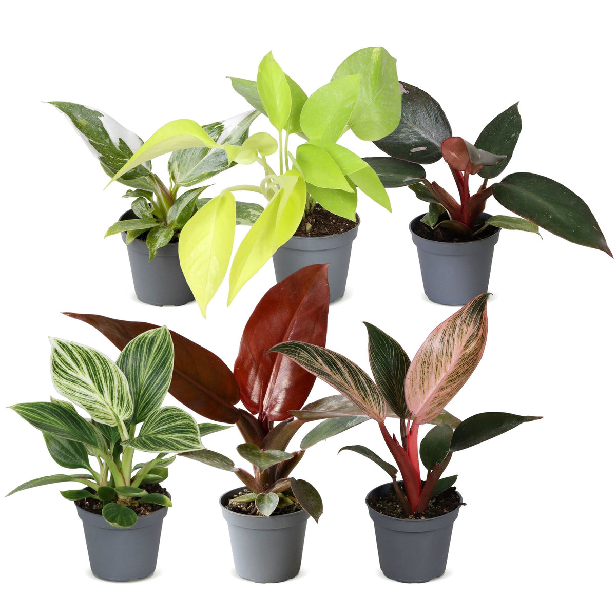 6x Baby Philodendron Family - White - Pink - Yellow - Green - Red - Tropical - Ø6cm - ↕10-15cm