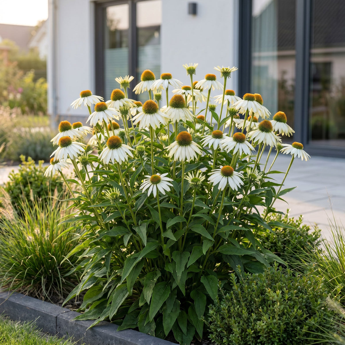 Green boutiQ - Vasteplant - Echinacea purp. Alba - Zonnehoed - Bijen- en vlinderlokkers - Wit - 6 Planten - Pot 11cm - Hoogte 15-25cm