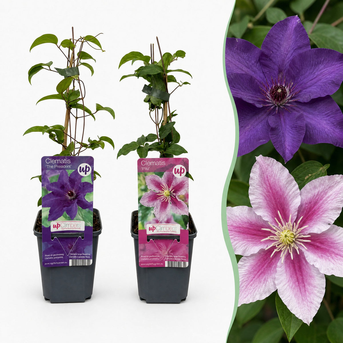 6x Clematis Duo Purple & Pink - Bosrank - Paars - Roze - Wit - Klimplant - Ø9cm - ↕35cm