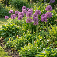 320x Allium Purple Rain - Sieruit - Paars - Zomerbloeier - Bolmaat 10/12