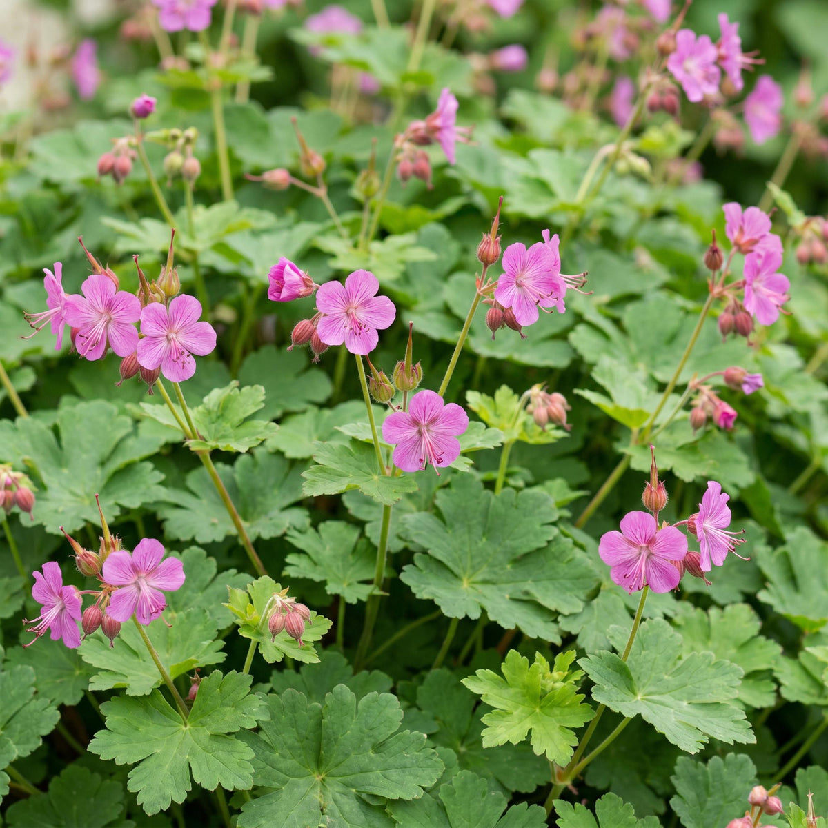 Green boutiQ - Plante vivace - Geranium macrorrhizum - Géranium vivace - Couvre-sol - Rose - 1 Plante - Pot 11cm - Hauteur 15-25cm