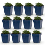 Green boutiQ - Plante vivace - Campanula portenschlagiana - Campanule à feuilles de pêcher - Couvre-sol - Rose - 12 plantes - Pot 11cm - Hauteur 15-25cm