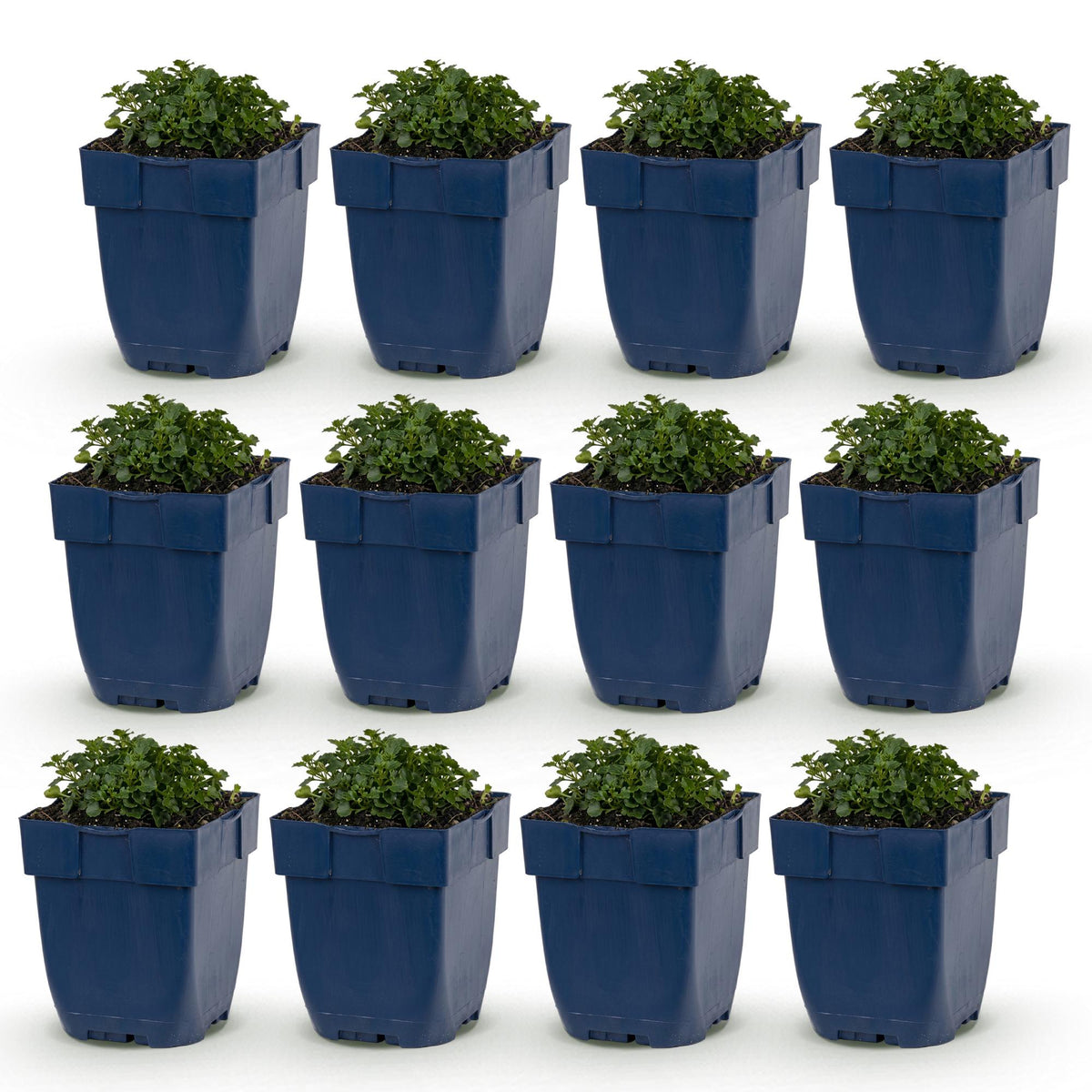 Green boutiQ - Plante vivace - Campanula portenschlagiana - Campanule à feuilles de pêcher - Couvre-sol - Rose - 12 plantes - Pot 11cm - Hauteur 15-25cm