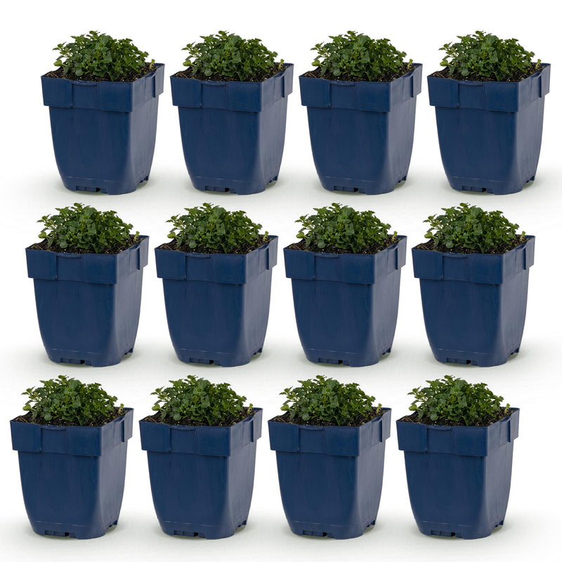 Green boutiQ - Vasteplant - Campanula portenschlagiana - Perzikbladklokje - Bodembedekkend - Roze - 12 Planten - Pot 11cm - Hoogte 15-25cm