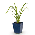 Green boutiQ - Stauden - Hemerocallis Mauna Loa - Taglilie - Bienen- und Schmetterlingsmagnet - Orange - 1 Pflanze - Topf 11cm - Höhe 15-25cm
