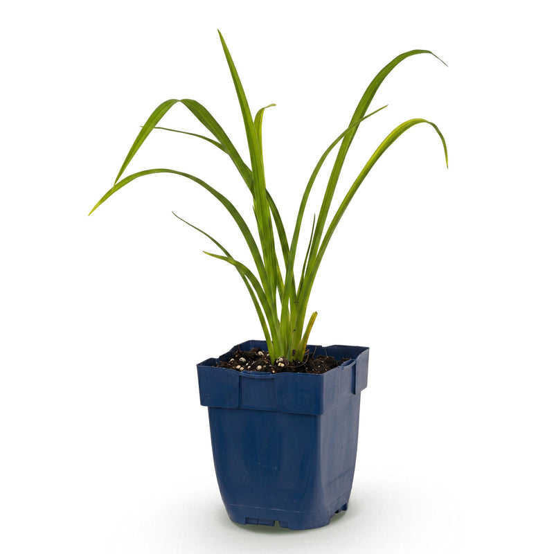 Green boutiQ - Vasteplant - Hemerocallis Mauna Loa - Daglelie - Bijen en Vlinderlokkers - Oranje - 1 Plant - Pot 11cm - Hoogte 15-25cm