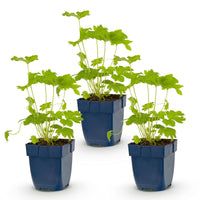 Green boutiQ - Vasteplant - Delphinium (P) Black Knight - Ridderspoor - Bijen en Vlinderlokkers - Paars - 3 Planten - Pot 11cm - Hoogte 15-25cm