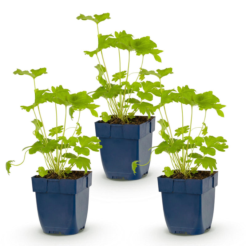 Green boutiQ - Vasteplant - Delphinium (P) Black Knight - Ridderspoor - Bijen en Vlinderlokkers - Paars - 3 Planten - Pot 11cm - Hoogte 15-25cm