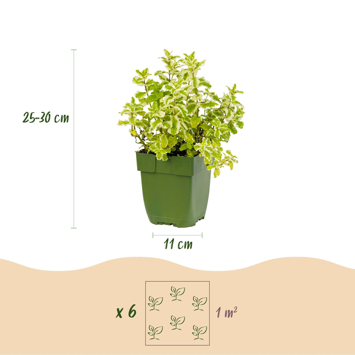 Green boutiQ - Borderpakket - Thee kruiden - 24 Vaste planten - 3 m2 - Diversen kleuren - Weinig Onderhoud - Pot 11cm