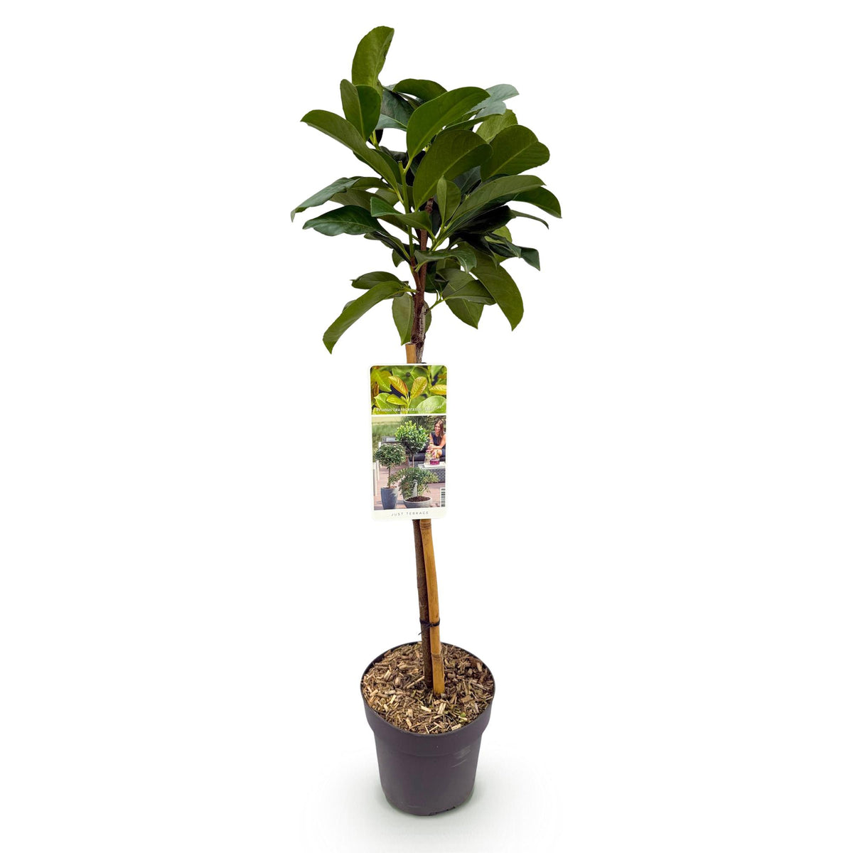 Green boutiQ - Plante sur tige - Prunus laurocerasus Etna® - Plante de terrasse - Feuillage persistant - Rustique - Feuillage vert - Pot 19cm Hauteur 90cm