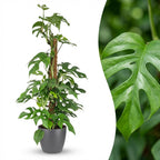 Green boutiQ - Plante d'intérieur - Monstera Minima - Monstera Minima sur tuteur - Vert - Peu d'entretien - 1 plante - avec pot gris - Pot 19 cm - Hauteur 90 cm