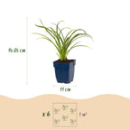 Green boutiQ - Stauden - Hemerocallis Stella d'Oro - Taglilie - Bienen- und Schmetterlingsmagnet - Gelb - 12 Pflanzen - 11cm Topf - Höhe 15-25cm
