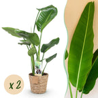 Green BoutiQ - Green is... Plantes d'intérieur - Strelitzia Nicolai - Oiseau du paradis - Peu d'entretien - avec panier - Vert - 2 plantes - Pot 17 cm - Hauteur 70-90 cm