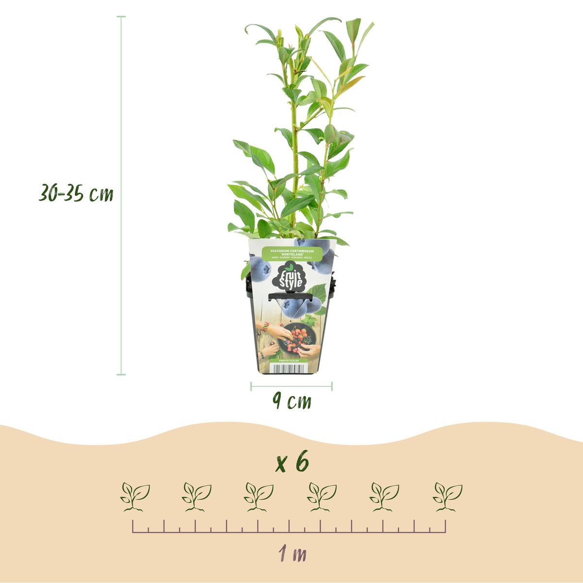 Green boutiQ - Plants fruitiers - Myrtille - Vaccinium corymbosum Northland - Rustique - 6 plantes - Pot 9 cm - Myrtille