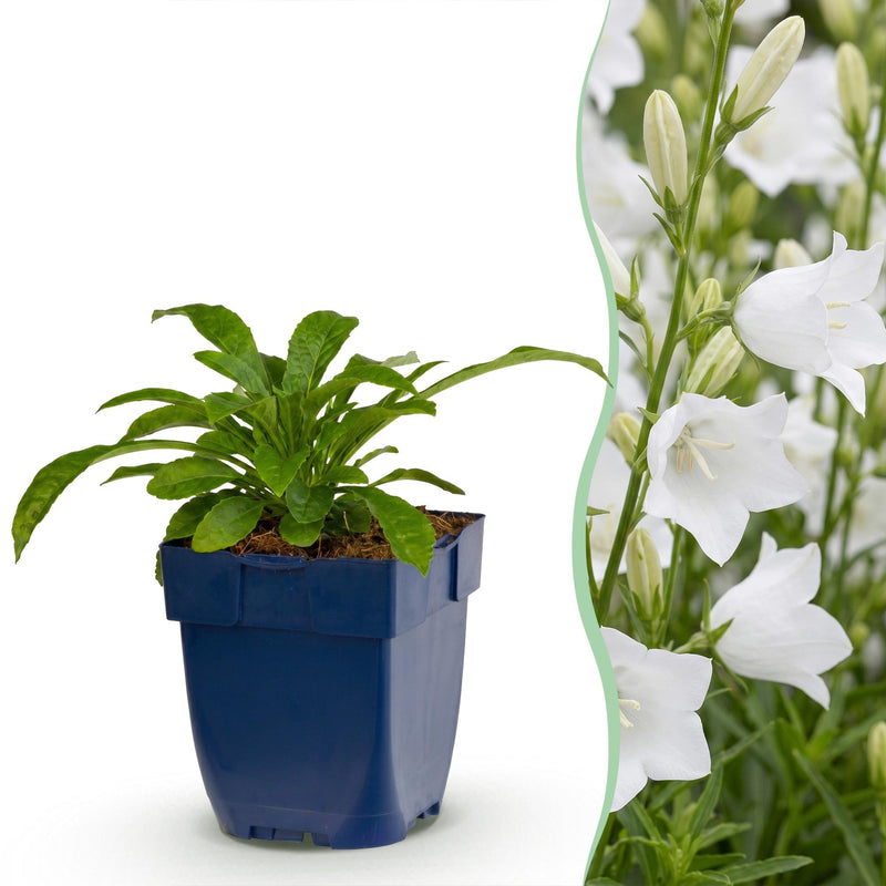 Green boutiQ - Vasteplant - Campanula pers. Alba - Perzikbladklokje - Bijen en Vlinderlokkers - Wit - 3 Planten - Pot 11cm - Hoogte 15-25cm