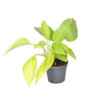 Philodendron Neon - Neon Philodendron - Yellow - Tropical - Ø6cm - ↕15cm