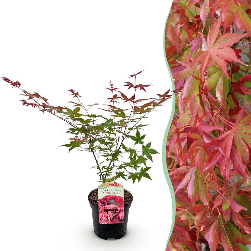Green boutiQ - Terrassenpflanze - Japanischer Ahorn - Acer palmatum Beni Maiko - Rot - 1 Pflanze - Laubabwerfend - Topf 19cm Höhe 70cm