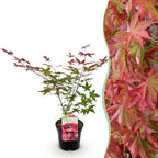 Green boutiQ - Terrassenpflanze - Japanischer Ahorn - Acer palmatum Beni Maiko - Rot - 1 Pflanze - Laubabwerfend - Topf 19cm Höhe 70cm