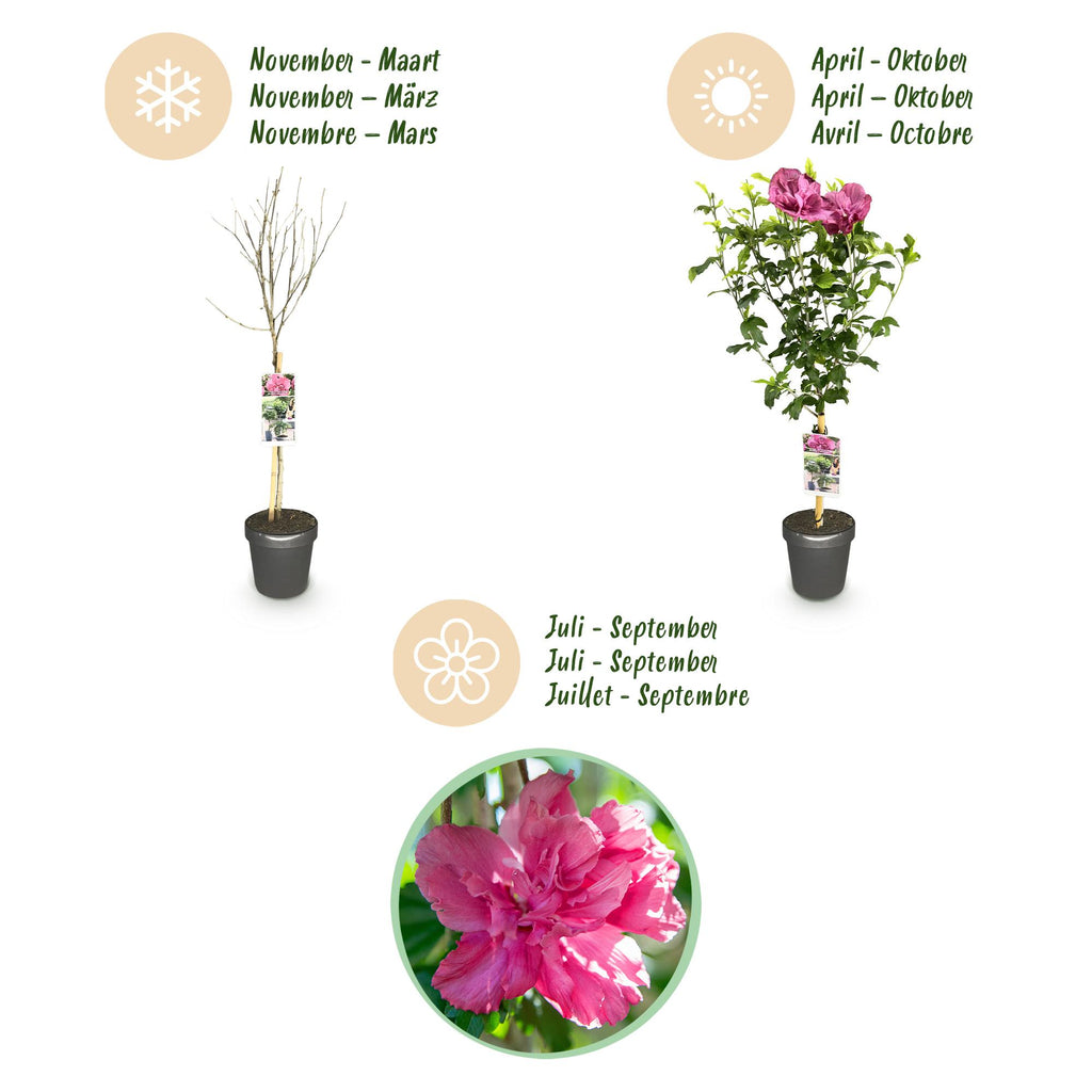 Green boutiQ - Plante sur tige - Hibiscus syriacus Magenta Chiffon® - Plante de terrasse - Caduc - Rustique - Fleur rose - Pot 19cm Hauteur 90cm