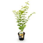 Green boutiQ - Terrassenpflanze - Japanischer Ahorn - Acer palmatum Jordan - Gelb - 1 Pflanze - Laubabwerfend - Topf 19 cm Höhe 70 cm