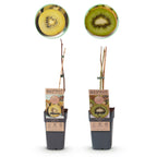 Green boutiQ - Fruitier - Kiwi vert & jaune - Actinidia deliciosa Jenny & Golden Kiwi - 2 plantes - Pot 15cm Hauteur 50cm
