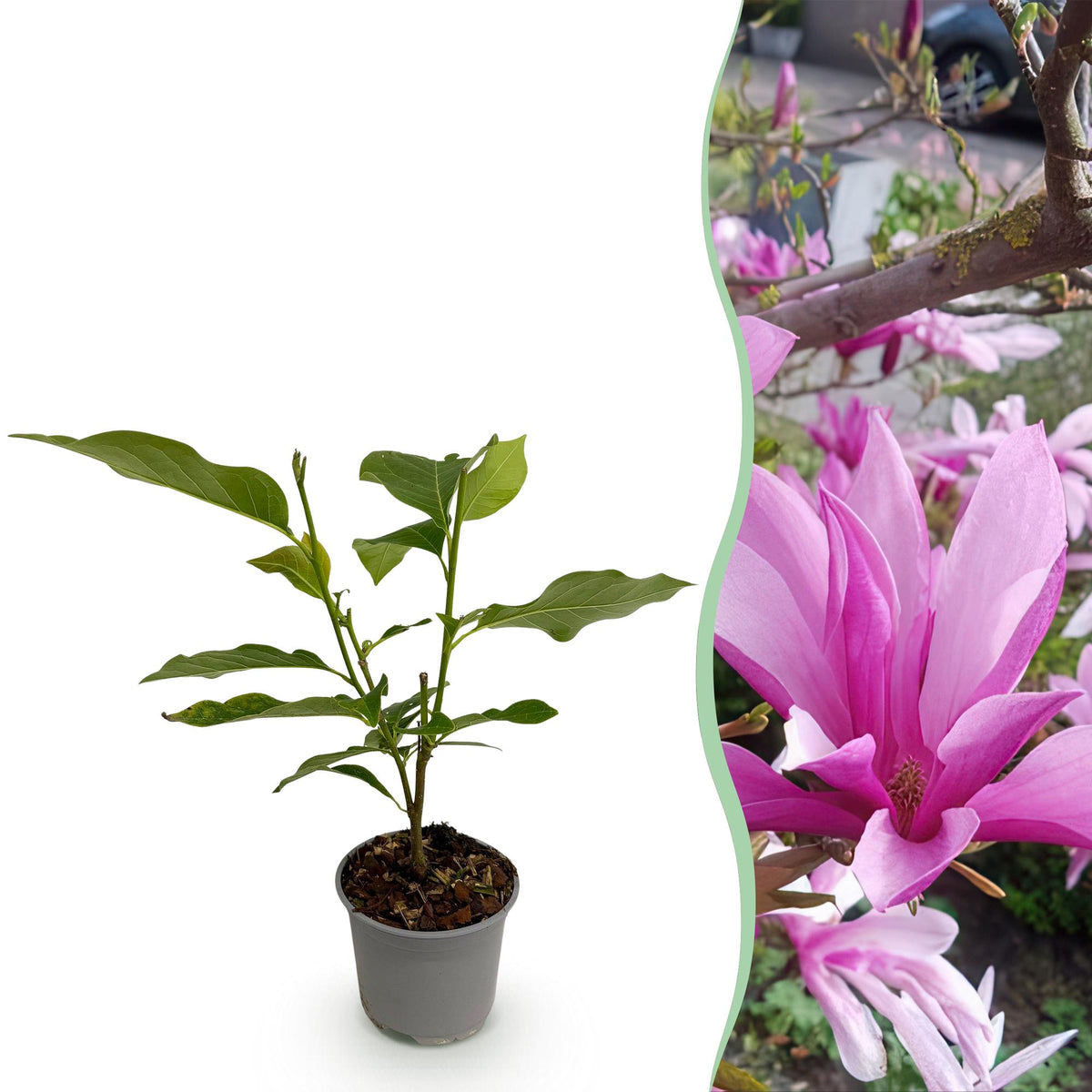 Green boutiQ - Plante de jardin - Magnolia Susan - Fleur violette - 1 plante - Caduc - Peu d'entretien - Pot 12 cm Hauteur 30 cm