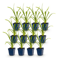 Green boutiQ - Vasteplant - Hemerocallis Summer Wine - Daglelie - Bijen en Vlinderlokkers - Paars - 12 Planten - Pot 11cm - Hoogte 15-25cm