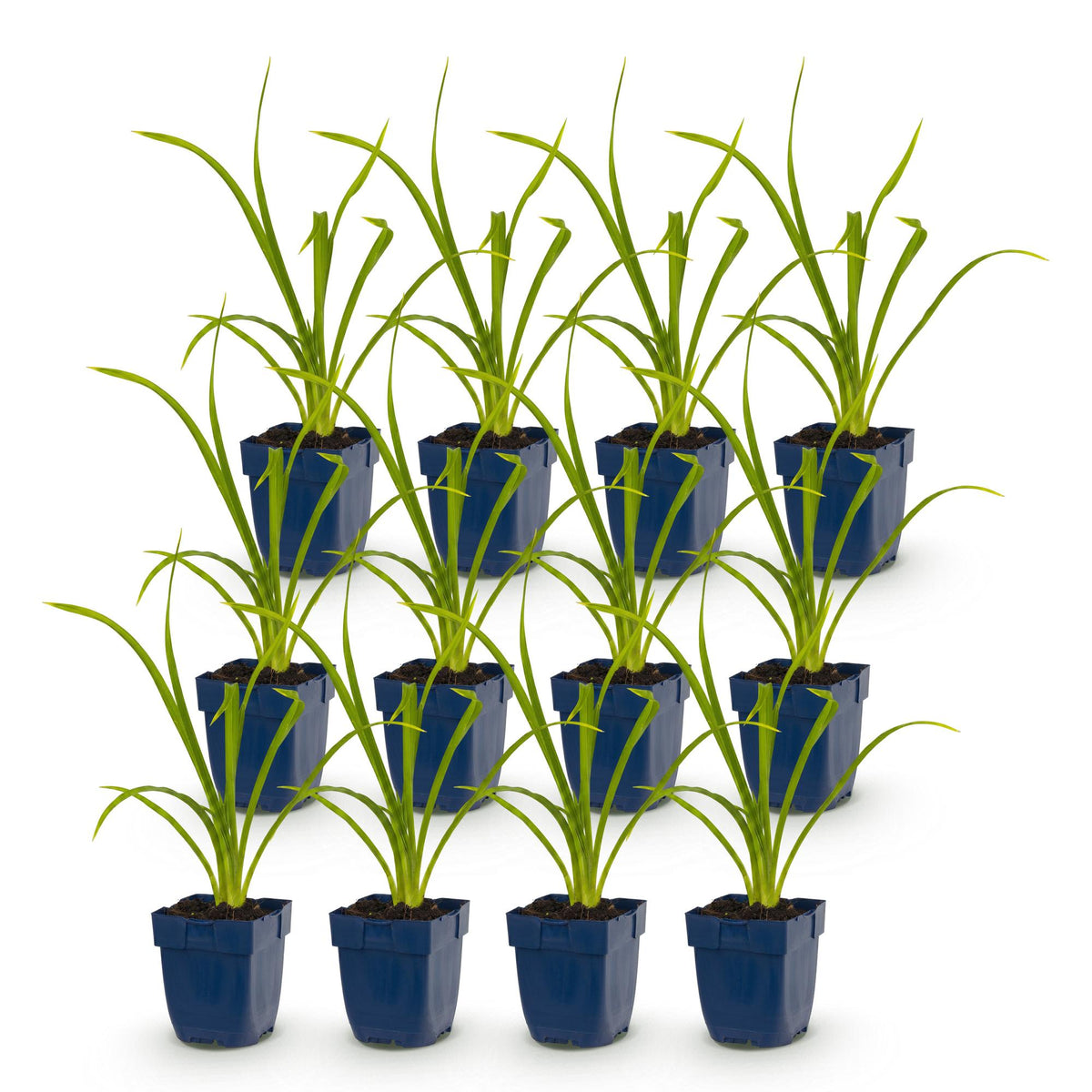 Green boutiQ - Plante vivace - Hemerocallis Summer Wine - Hémérocalle - Attire les abeilles et les papillons - Violet - 12 plantes - Pot 11 cm - Hauteur 15-25 cm
