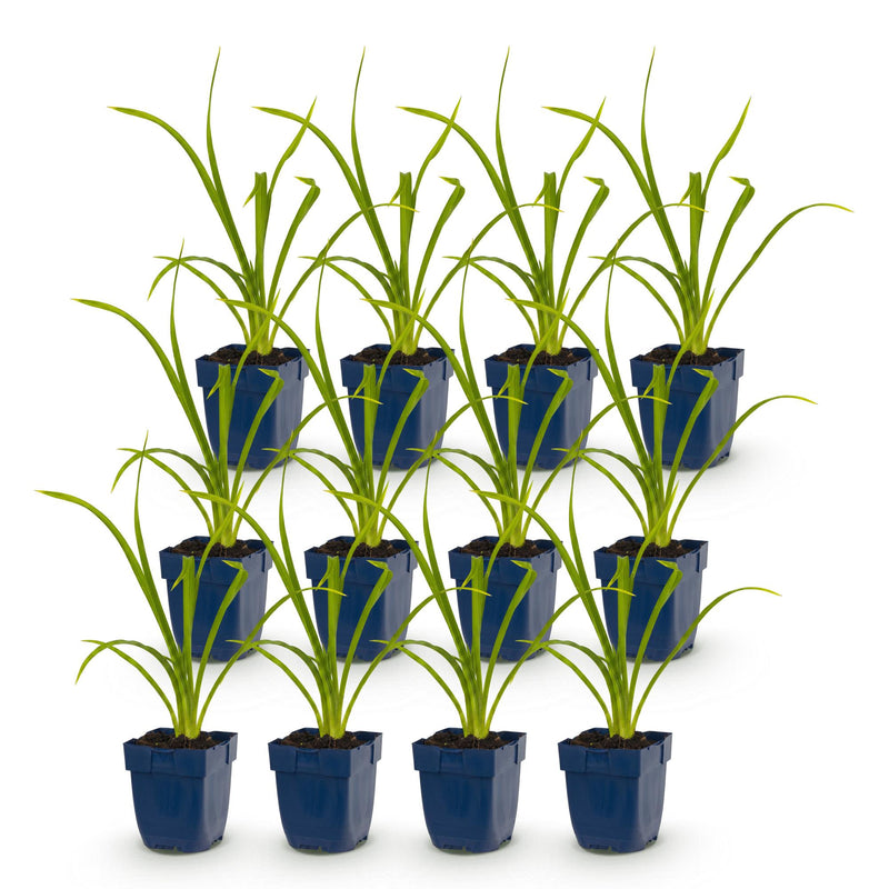 Green boutiQ - Vasteplant - Hemerocallis Summer Wine - Daglelie - Bijen en Vlinderlokkers - Paars - 12 Planten - Pot 11cm - Hoogte 15-25cm