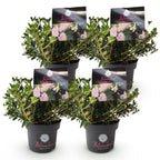 Green boutiQ - Zwerg-Rhododendron - Rhododendron Bloombux Light Pink - Blühender Buchsbaum - Pflegeleicht - Hellrosa Blüte - 4 Pflanzen - Topf 17cm - Höhe 30-40cm