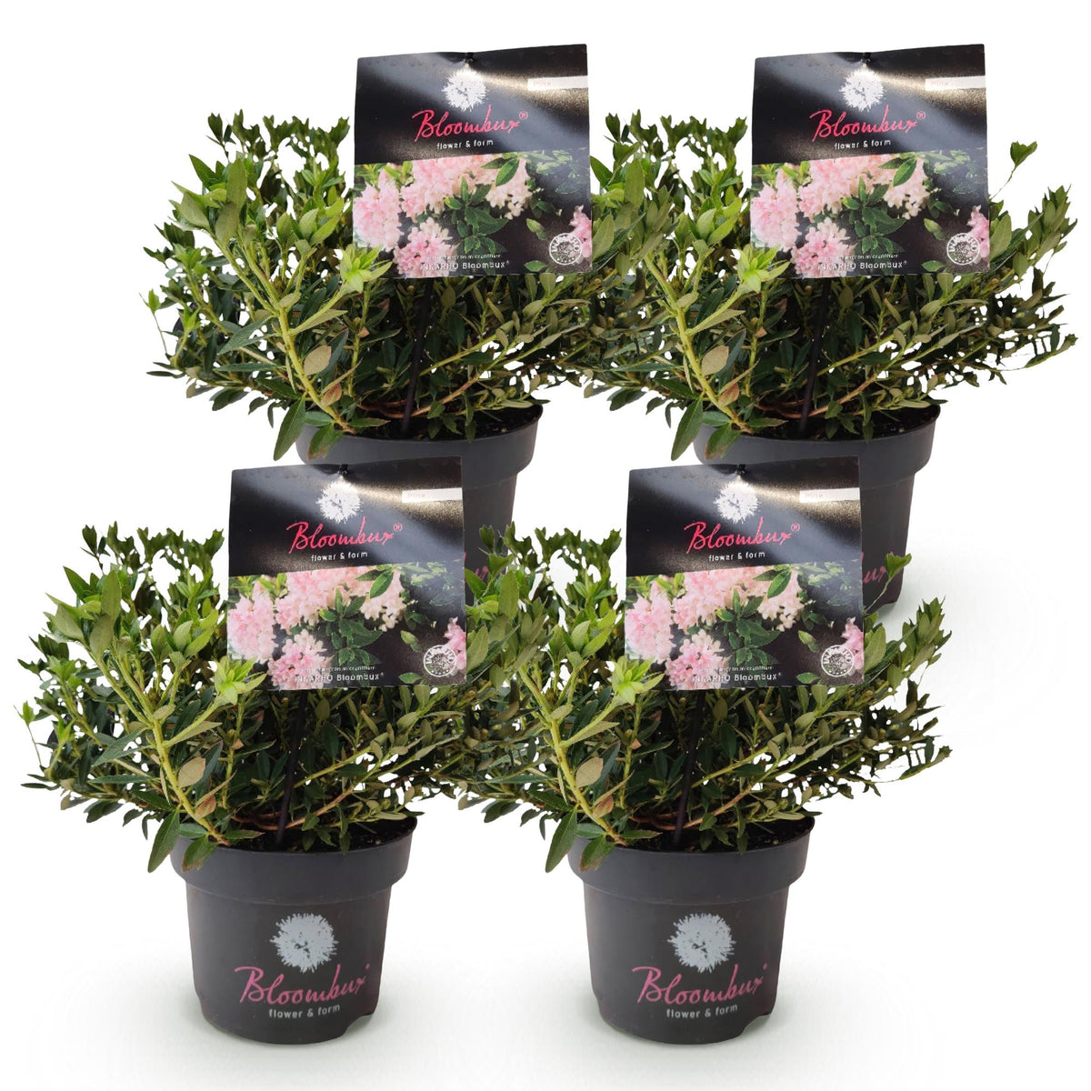Green boutiQ - Zwerg-Rhododendron - Rhododendron Bloombux Light Pink - Blühender Buchsbaum - Pflegeleicht - Hellrosa Blüte - 4 Pflanzen - Topf 17cm - Höhe 30-40cm