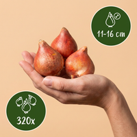 320x Tulipa Prince mix - Tulp Prince mix - Diversen - Voorjaarsbloeier - Bolmaat 11/16