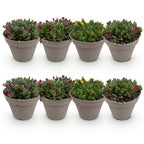 Green boutiQ - Couvre-sol - Rustique - Delosperma - 8 Plantes - Couleurs Rouge - Jaune - Violet - Rose - Peu d'entretien - Pot 14 Hauteur 17