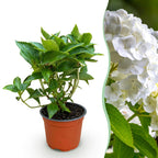 Green boutiQ - Plante de jardin - Hydrangea macrophylla Blanc - Hortensia - Rustique - Blanc - 1 Plante - Pot 12cm - Hauteur 20-30cm